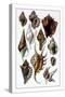 Shells: Trachelipoda-G.b. Sowerby-Stretched Canvas