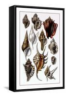 Shells: Trachelipoda-G.b. Sowerby-Framed Stretched Canvas