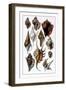 Shells: Trachelipoda-G.b. Sowerby-Framed Art Print