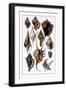 Shells: Trachelipoda-G.b. Sowerby-Framed Art Print