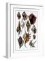 Shells: Trachelipoda-G.b. Sowerby-Framed Art Print