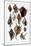 Shells: Trachelipoda-G.b. Sowerby-Mounted Art Print
