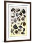 Shells: Trachelipoda-G.b. Sowerby-Framed Art Print