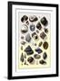 Shells: Trachelipoda-G.b. Sowerby-Framed Art Print