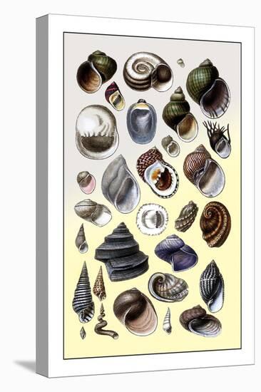 Shells: Trachelipoda-G.b. Sowerby-Stretched Canvas