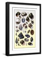 Shells: Trachelipoda-G.b. Sowerby-Framed Art Print