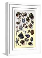 Shells: Trachelipoda-G.b. Sowerby-Framed Art Print