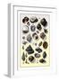 Shells: Trachelipoda-G.b. Sowerby-Framed Art Print