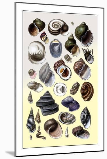 Shells: Trachelipoda-G.b. Sowerby-Mounted Art Print