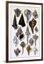 Shells: Trachelipoda-G.b. Sowerby-Framed Art Print