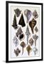 Shells: Trachelipoda-G.b. Sowerby-Framed Art Print