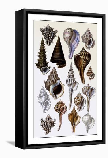 Shells: Trachelipoda-G.b. Sowerby-Framed Stretched Canvas