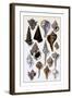 Shells: Trachelipoda-G.b. Sowerby-Framed Art Print