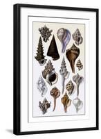 Shells: Trachelipoda-G.b. Sowerby-Framed Art Print