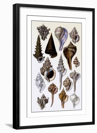 Shells: Trachelipoda-G.b. Sowerby-Framed Art Print