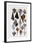 Shells: Trachelipoda-G.b. Sowerby-Framed Art Print