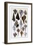 Shells: Trachelipoda-G.b. Sowerby-Framed Art Print