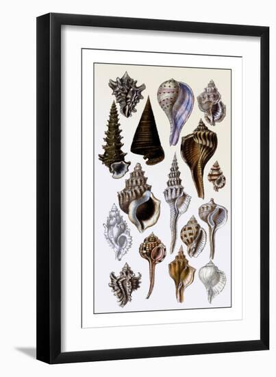 Shells: Trachelipoda-G.b. Sowerby-Framed Art Print