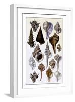 Shells: Trachelipoda-G.b. Sowerby-Framed Art Print