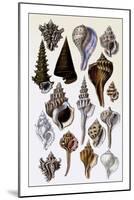 Shells: Trachelipoda-G.b. Sowerby-Mounted Art Print