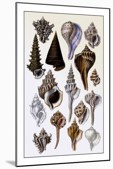 Shells: Trachelipoda-G.b. Sowerby-Mounted Art Print