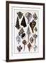 Shells: Trachelipoda-G.b. Sowerby-Framed Art Print