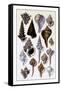 Shells: Trachelipoda-G.b. Sowerby-Framed Stretched Canvas