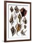 Shells: Trachelipoda-G.b. Sowerby-Framed Art Print