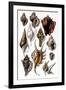 Shells: Trachelipoda-G.b. Sowerby-Framed Art Print