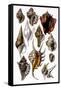 Shells: Trachelipoda-G.b. Sowerby-Framed Stretched Canvas