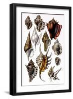 Shells: Trachelipoda-G.b. Sowerby-Framed Art Print