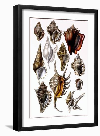 Shells: Trachelipoda-G.b. Sowerby-Framed Art Print