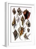 Shells: Trachelipoda-G.b. Sowerby-Framed Art Print