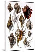 Shells: Trachelipoda-G.b. Sowerby-Mounted Art Print