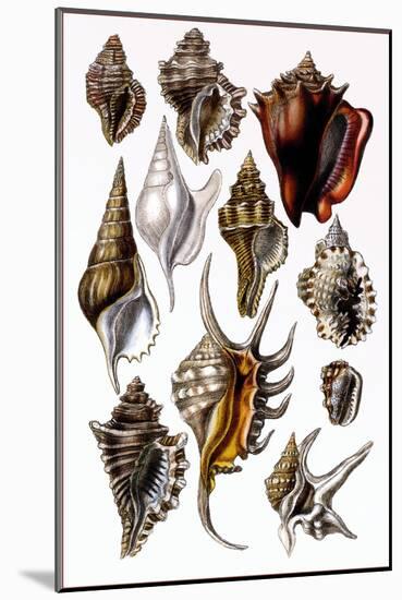 Shells: Trachelipoda-G.b. Sowerby-Mounted Art Print