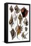 Shells: Trachelipoda-G.b. Sowerby-Framed Stretched Canvas