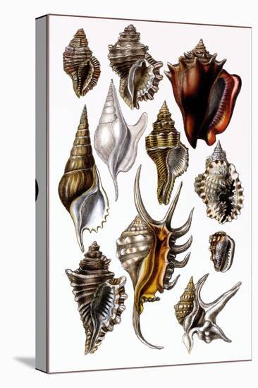 Shells: Trachelipoda-G.b. Sowerby-Stretched Canvas