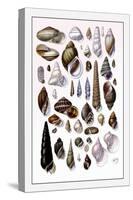 Shells: Trachelipoda-G.b. Sowerby-Stretched Canvas