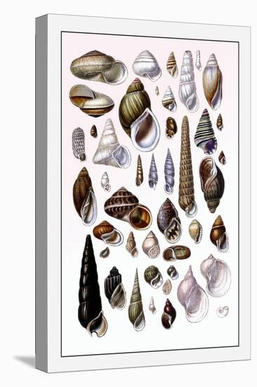 Shells: Trachelipoda-G.b. Sowerby-Stretched Canvas