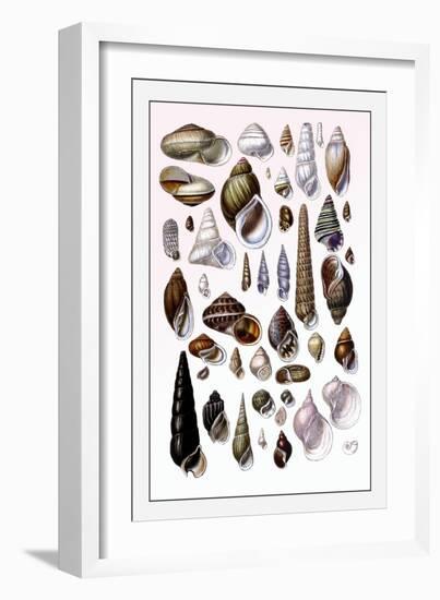 Shells: Trachelipoda-G.b. Sowerby-Framed Art Print