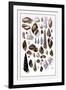 Shells: Trachelipoda-G.b. Sowerby-Framed Art Print