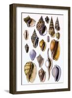 Shells: Trachelipoda-G.b. Sowerby-Framed Art Print