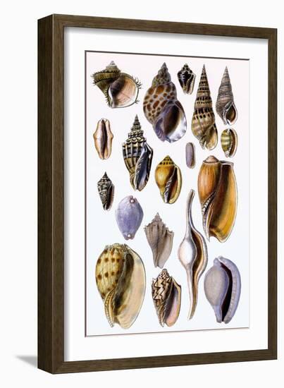 Shells: Trachelipoda-G.b. Sowerby-Framed Art Print