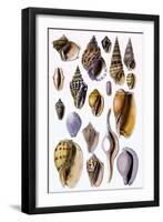 Shells: Trachelipoda-G.b. Sowerby-Framed Art Print