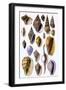 Shells: Trachelipoda-G.b. Sowerby-Framed Art Print