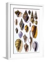 Shells: Trachelipoda-G.b. Sowerby-Framed Art Print