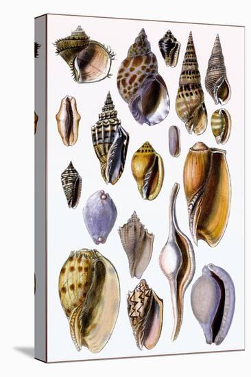 Shells: Trachelipoda-G.b. Sowerby-Stretched Canvas