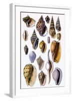 Shells: Trachelipoda-G.b. Sowerby-Framed Art Print