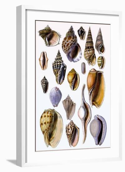 Shells: Trachelipoda-G.b. Sowerby-Framed Art Print