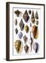 Shells: Trachelipoda-G.b. Sowerby-Framed Art Print